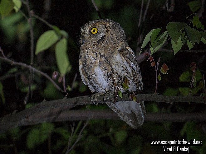 Oriental Scops-Owl (Oriental) - ML378815551