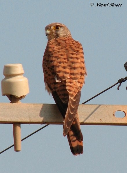 Eurasian Kestrel - Ninad Raote