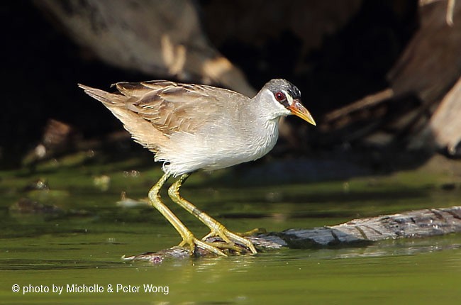 White-browed Crake - ML378816861