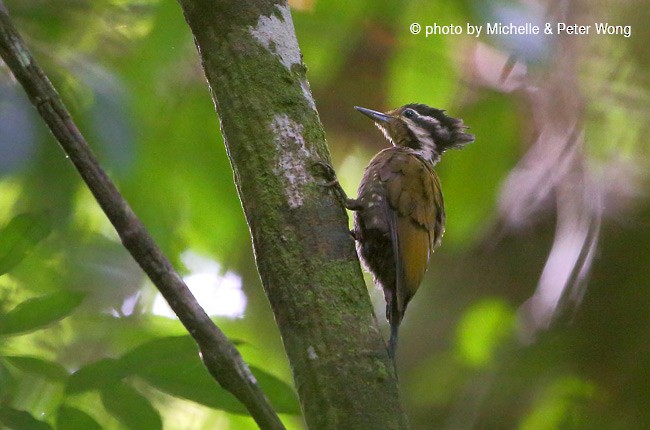 Olive-backed Woodpecker - ML378816981