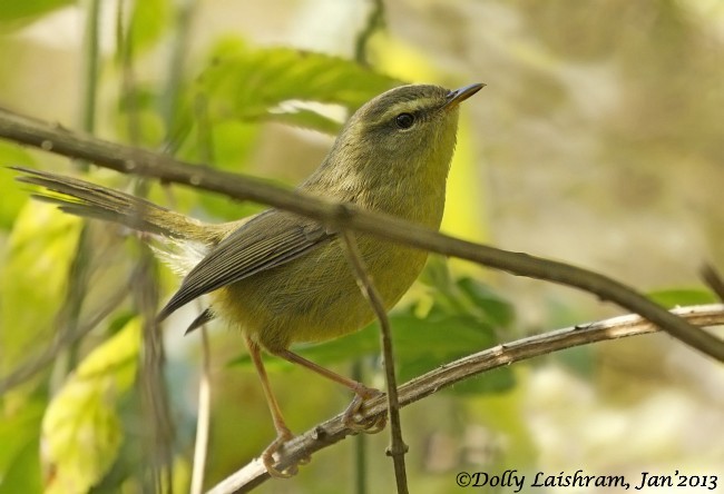 Aberrant Bush Warbler (Aberrant) - ML378817751