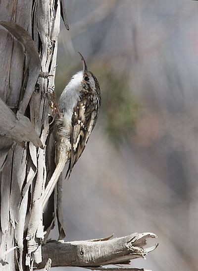 Eurasian Treecreeper - ML378817821