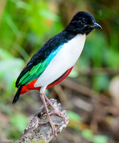 Ivory-breasted Pitta (Ivory-breasted) - ML378819401