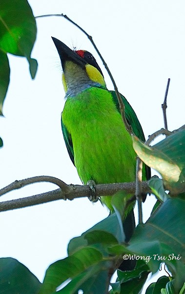 Gold-whiskered Barbet (Gold-faced) - ML378819711