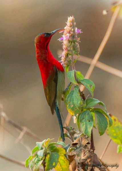 Crimson Sunbird (Goulpourah) - ML378819841