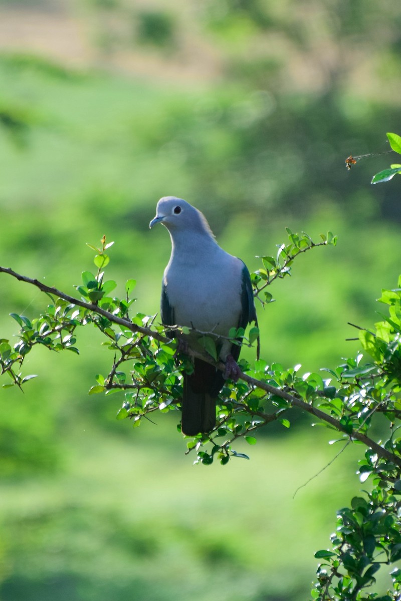 Green Imperial-Pigeon - ML378819871