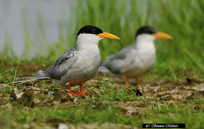 River Tern - ML378820291