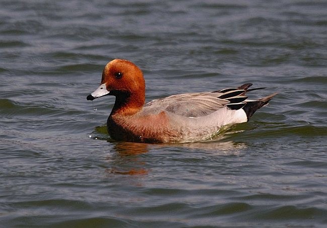 Eurasian Wigeon - ML378822561