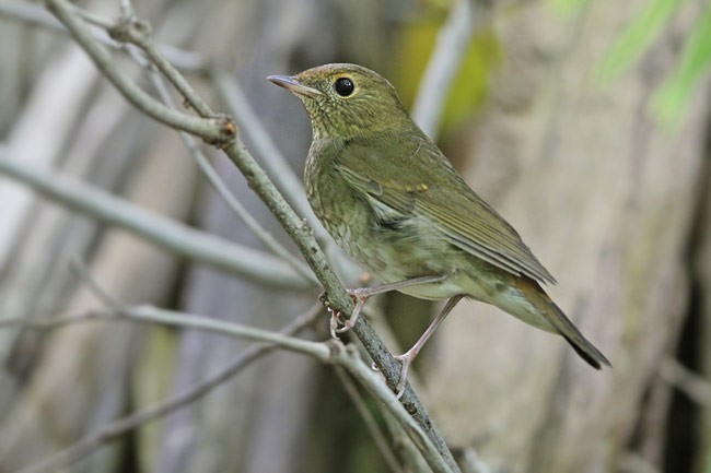 Rufous-headed Robin - ML378823641