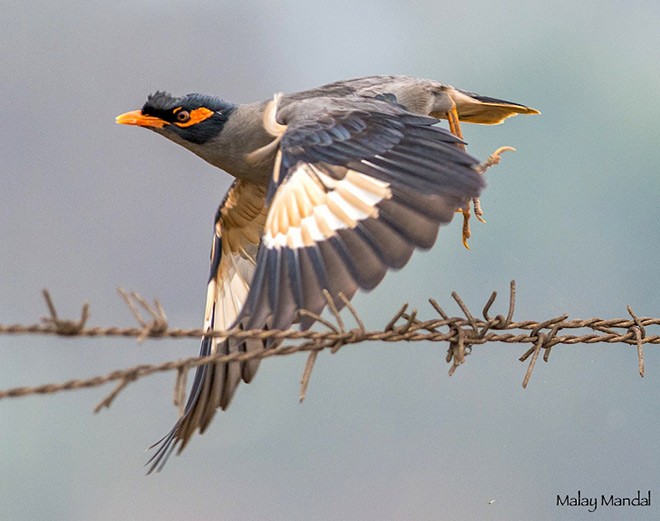 Bank Myna - ML378823831
