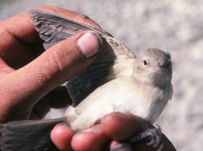 Garden Warbler - ML378824891
