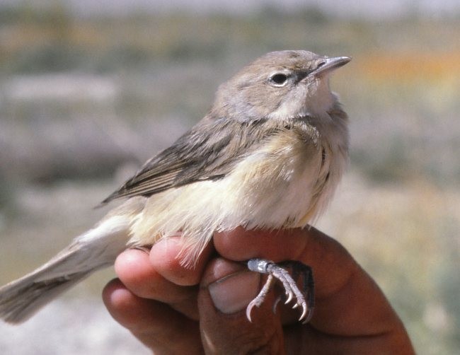 Garden Warbler - ML378824901