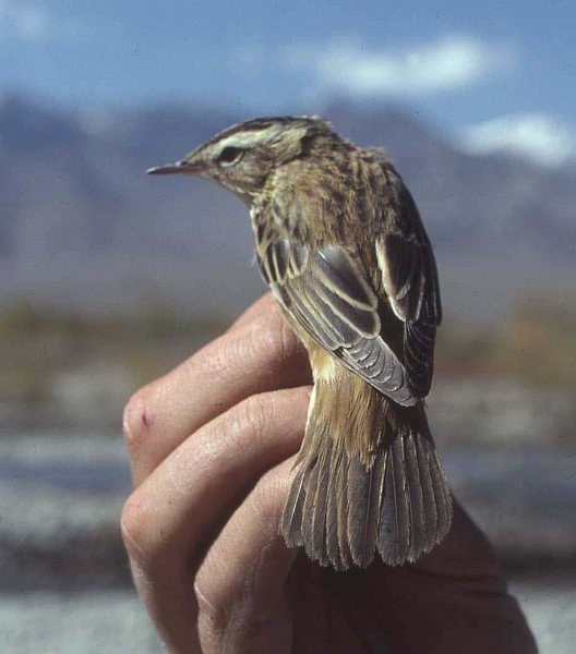 Sedge Warbler - ML378824931