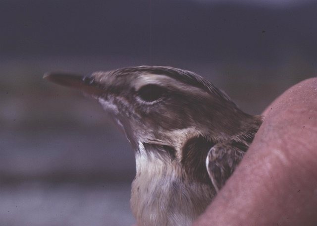 Sedge Warbler - ML378824951