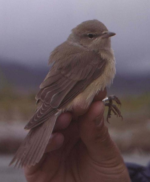Garden Warbler - ML378824961