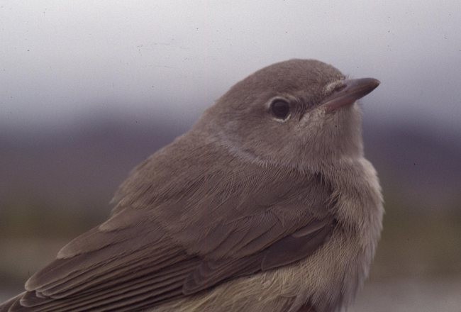 Garden Warbler - ML378824971