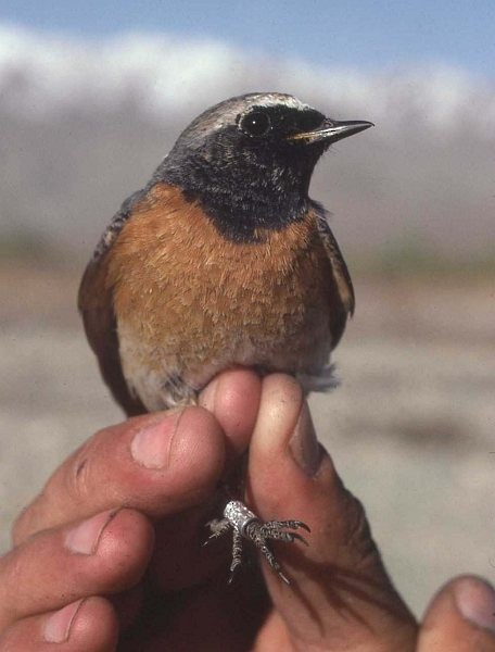Common Redstart (Common) - ML378824981