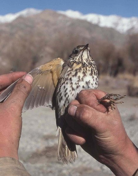 Song Thrush - ML378824991