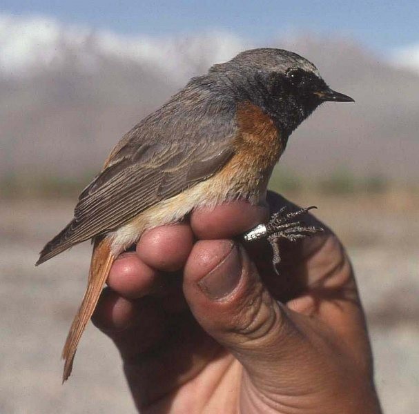 Common Redstart (Common) - ML378825001