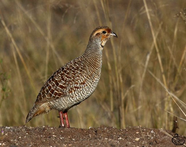 Gray Francolin - ML378825041