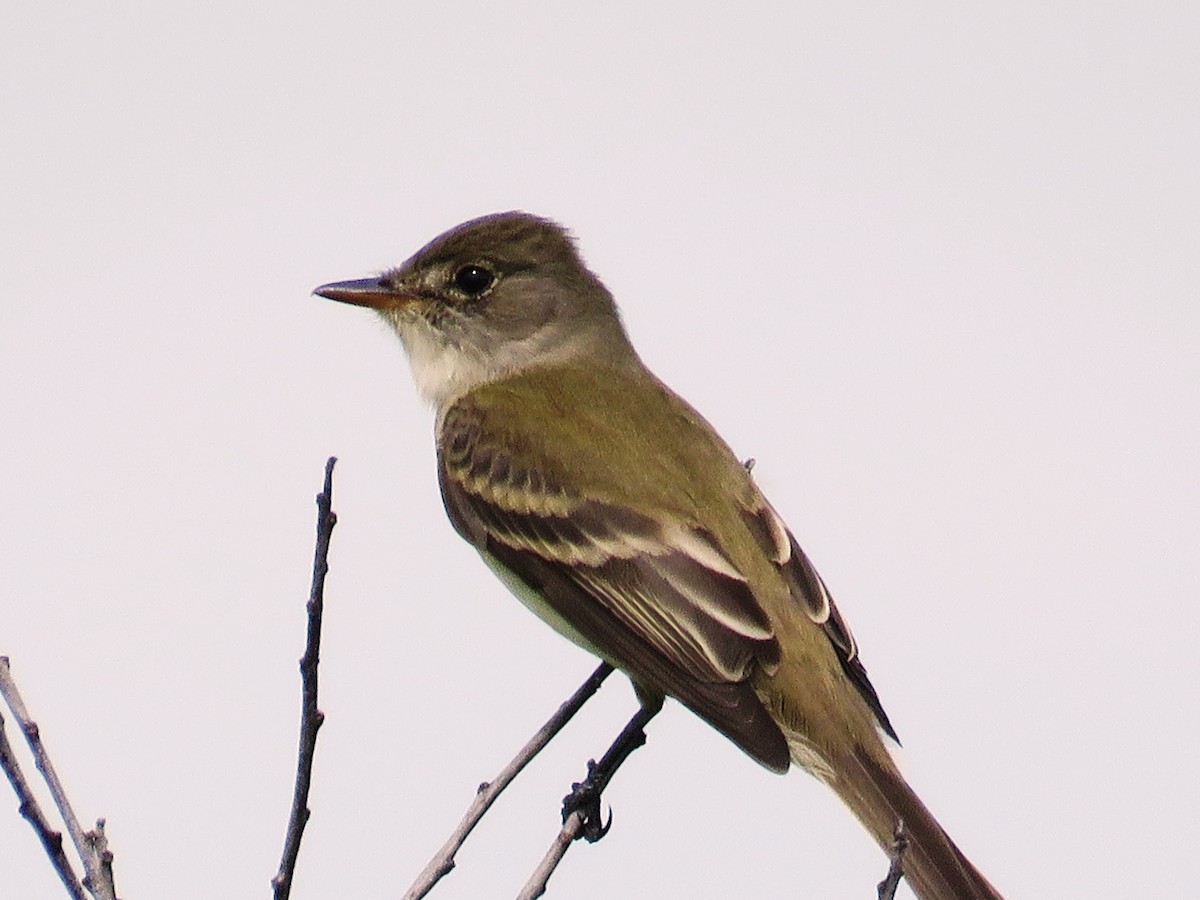 Alder Flycatcher - ML37882561