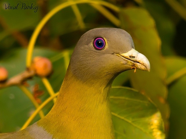 Yellow-footed Green-Pigeon - ML378825721