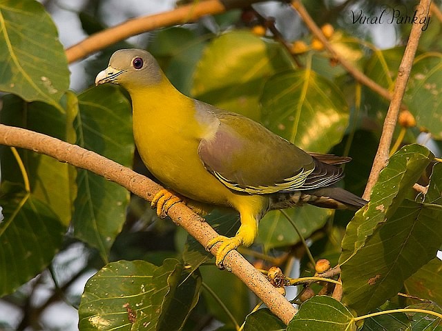 Yellow-footed Green-Pigeon - ML378825731