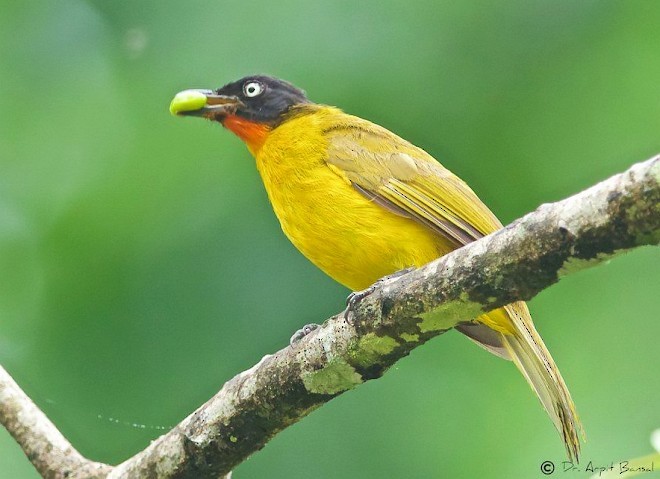 Flame-throated Bulbul - ML378825771