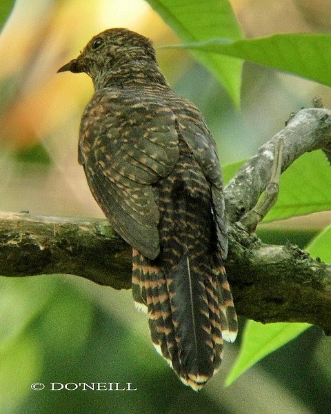 Brush Cuckoo (Sunda) - ML378826171