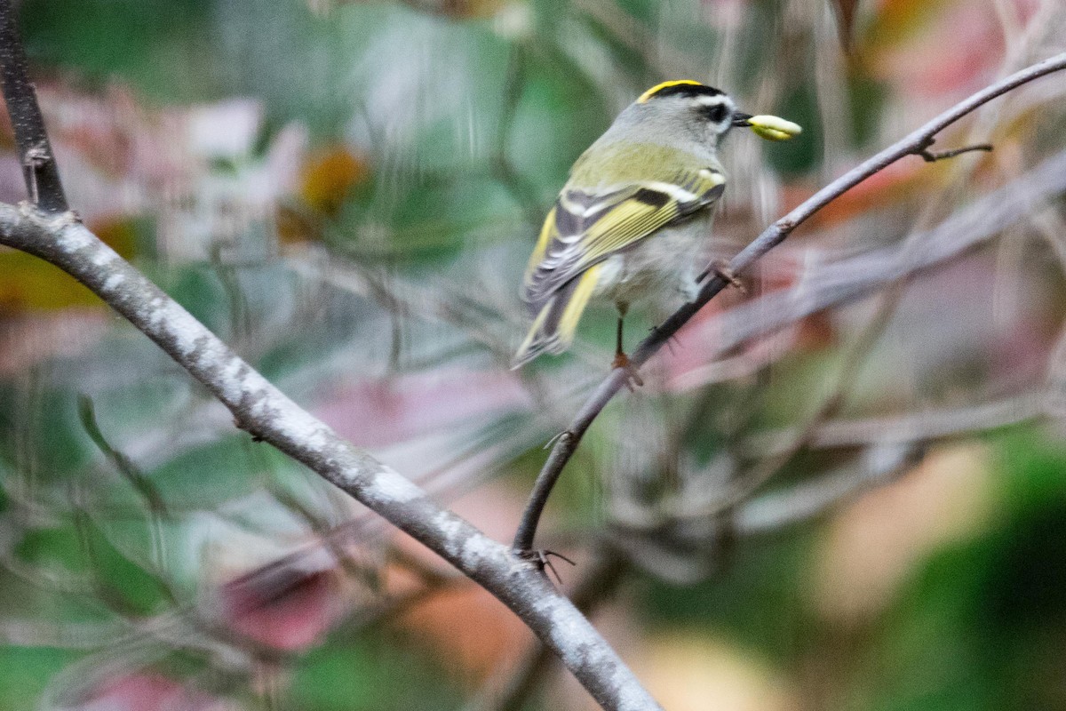 Golden-crowned Kinglet - ML37882631