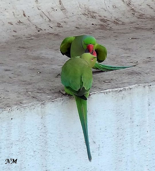 Rose-ringed Parakeet - Naveena Mohan