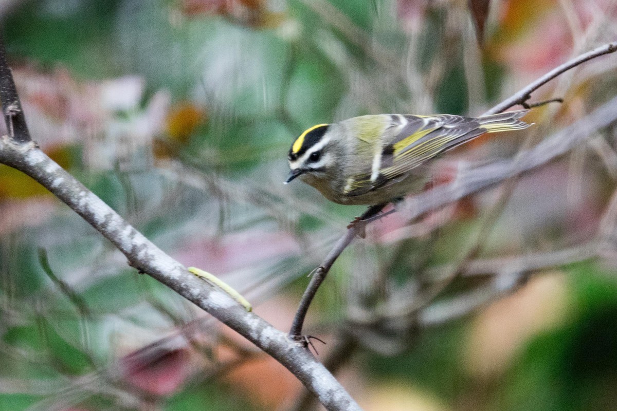 Golden-crowned Kinglet - ML37882641