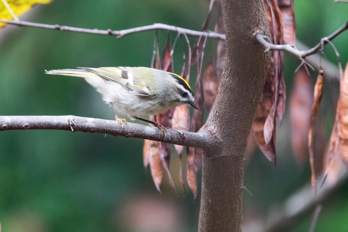 Golden-crowned Kinglet - ML37882661