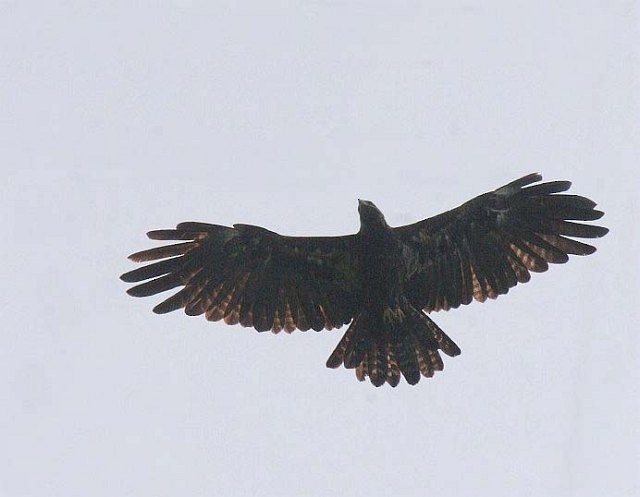 Black Eagle - ML378827411