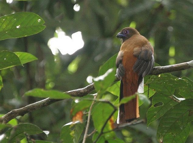 Diard's Trogon - ML378827581