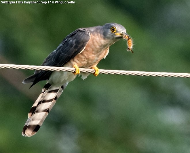 Common Hawk-Cuckoo - ML378827821