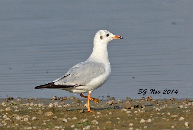 Brown-headed Gull - ML378828161