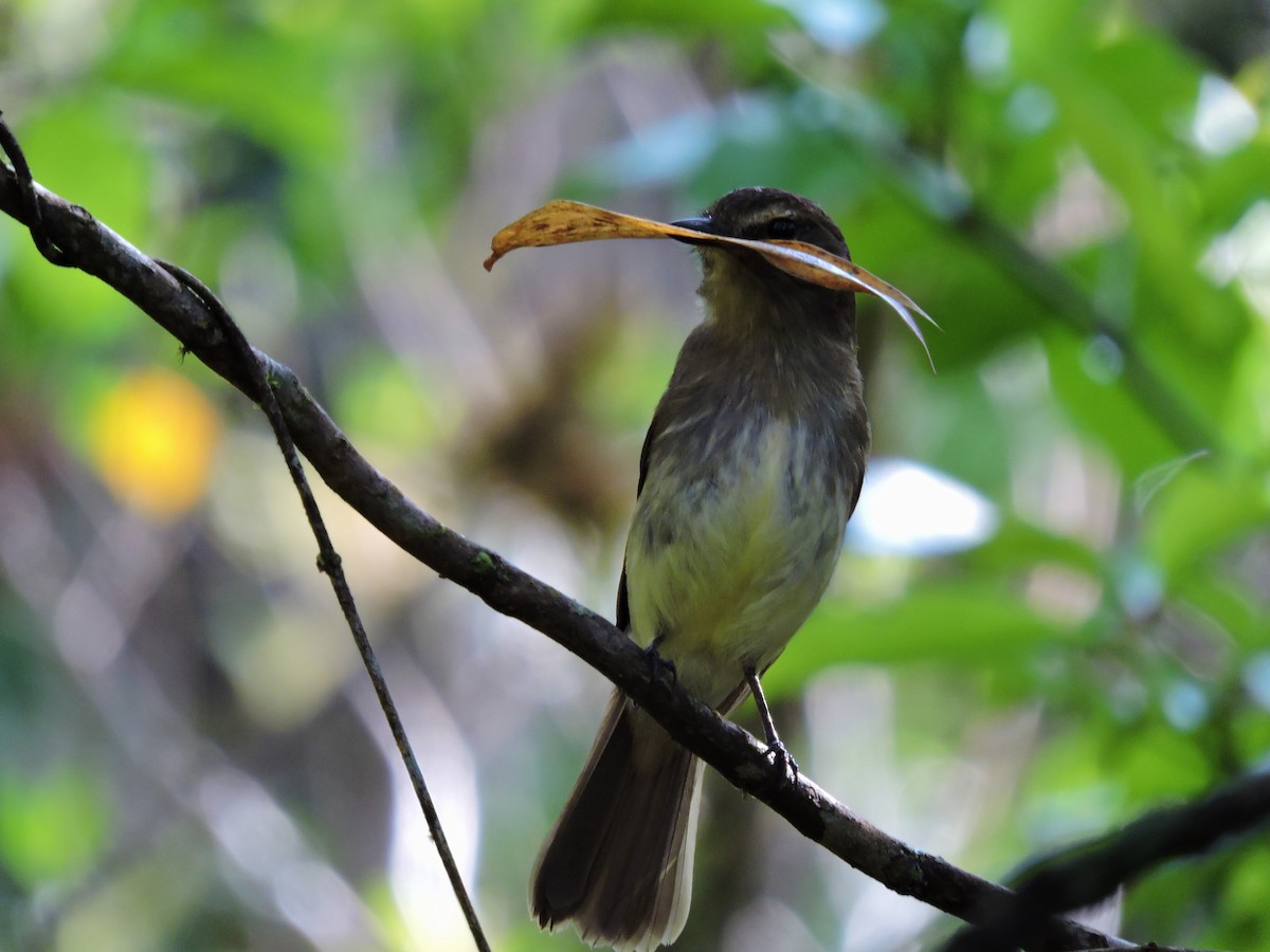 Euler's Flycatcher - ML37882831