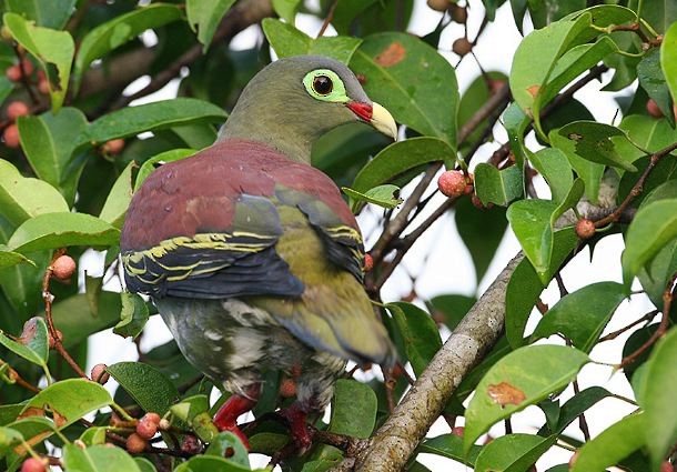 Thick-billed Green-Pigeon (Thick-billed) - ML378828631