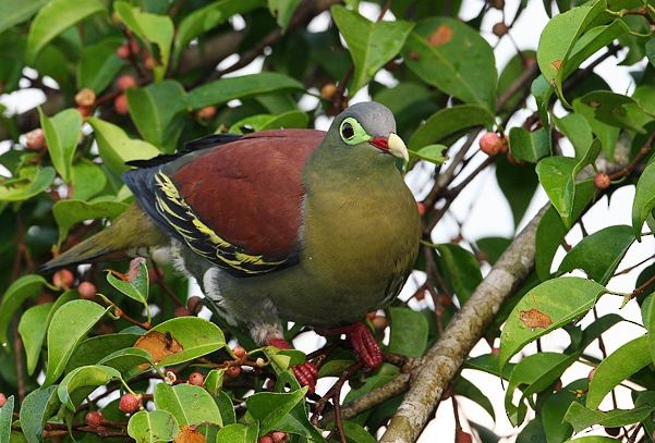 Thick-billed Green-Pigeon (Thick-billed) - ML378828641
