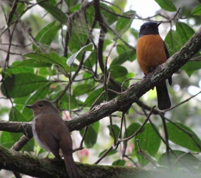 Rufous-vented Niltava - Ding Li Yong