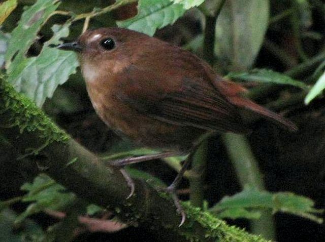 Lesser Shortwing - Ding Li Yong