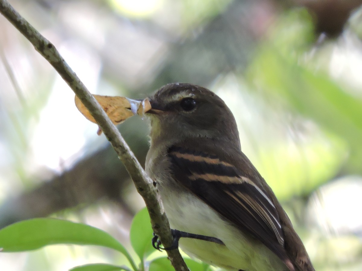 Euler's Flycatcher - ML37882921