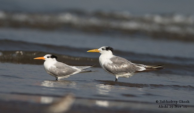 Great Crested Tern - ML378829401
