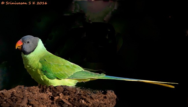 Гималайский кольчатый попугай - ML378829461
