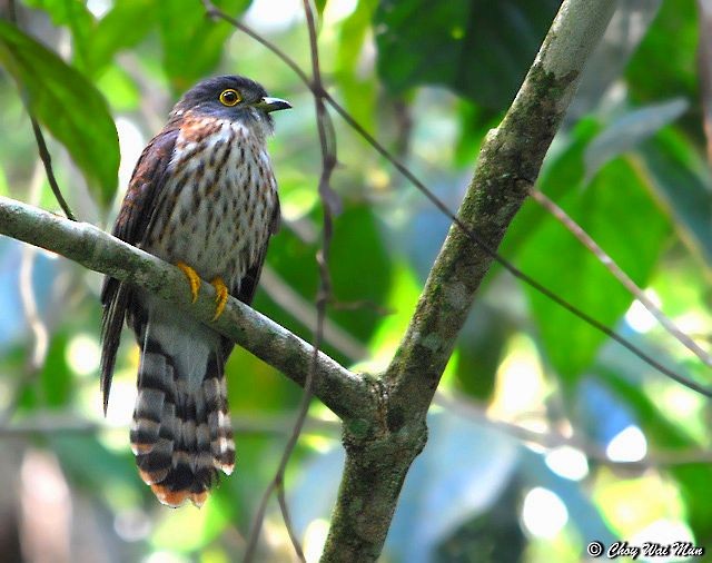 Hodgson's Hawk-Cuckoo - ML378829571