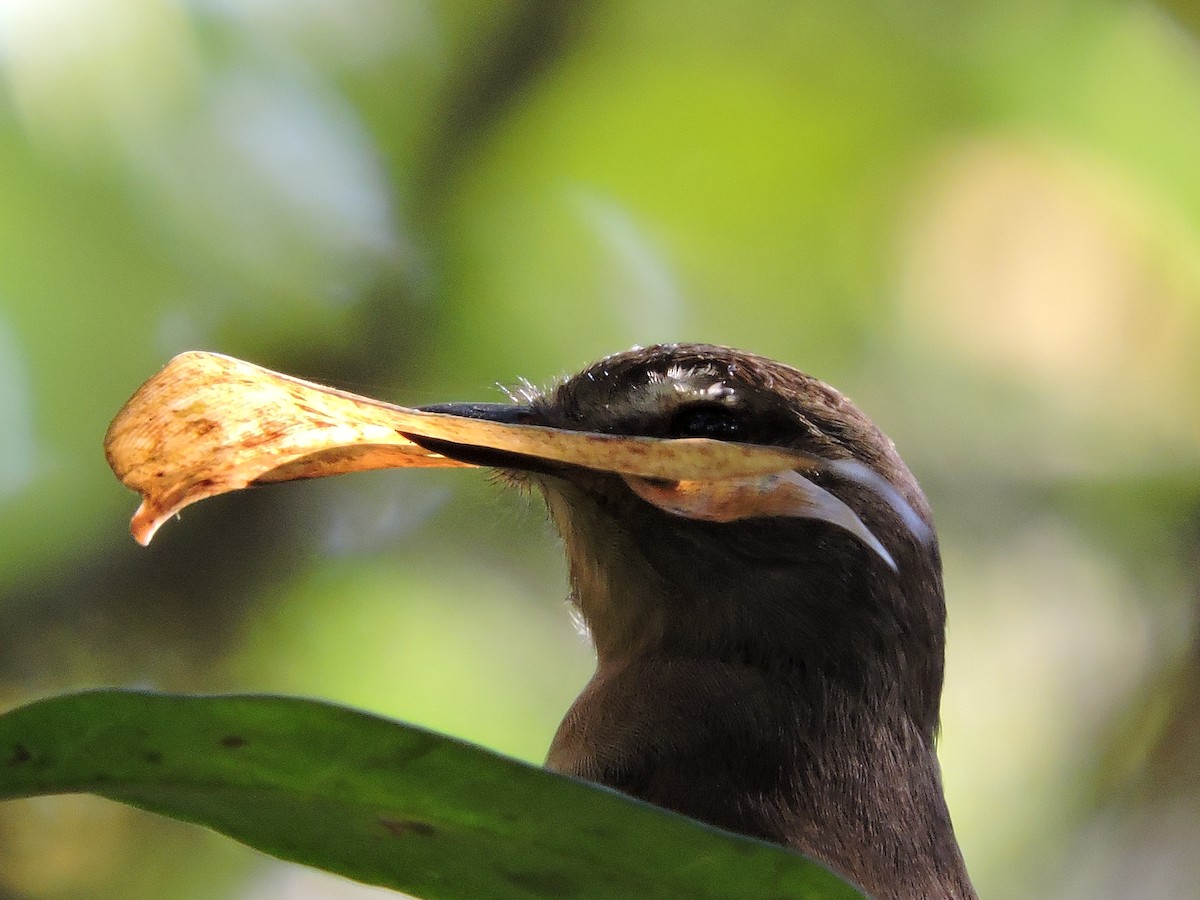 Euler's Flycatcher - ML37882971