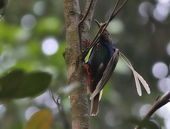 Standardwing Bird-of-Paradise - ML378829731