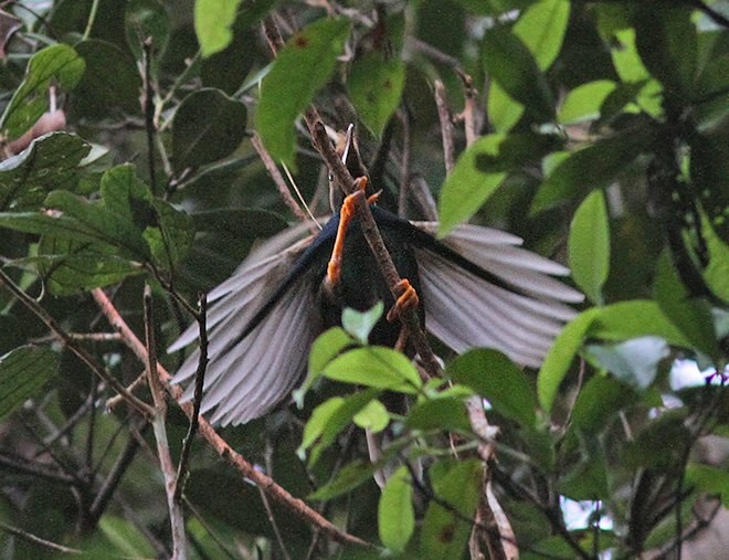 Standardwing Bird-of-Paradise - ML378829791