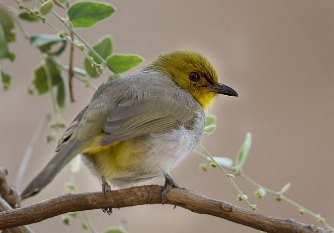 Bulbul à menton jaune - ML378829851